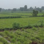 crop damage due to rain