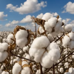 "Nagpur High Court Reprimands Cotton Corporation for Inadequate Procurement Centers"