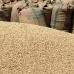 Jowar purchase fraud Akola