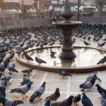 Pigeons at a Mumbai Kabutarkhana