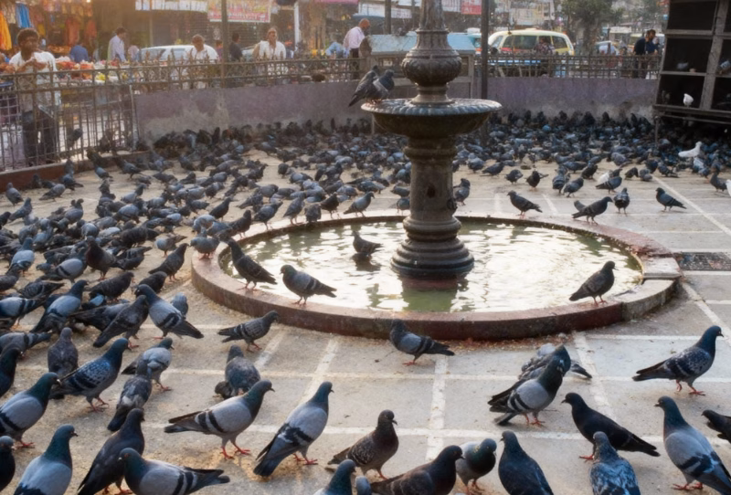 Pigeons at a Mumbai Kabutarkhana
