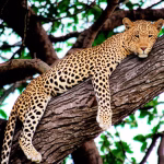 Human-Leopard Conflict in Ahilyanagar: Impact on Farming and Village Life