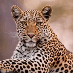 Leopard Resembles Nightly Menace in Dhere Village, Pune