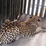 Maharashtra's Leopard Overcrowding Crisis: No Space Left for Rescued Big Cats