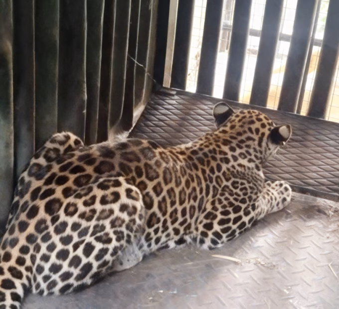 Maharashtra's Leopard Overcrowding Crisis: No Space Left for Rescued Big Cats