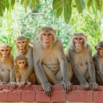 "Forest Department Announces Financial Compensation to Reduce Human-Monkey Conflict"