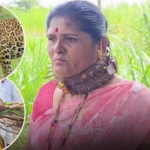 Leopard Terror in Pune: Time for Villagers to Wear Sharp Nail Belts for Self-Defense