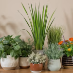 indoor plants known to repel mosquitoes