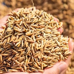 Fake Farmers Drain Crores in Bonus Fraud