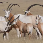 Horned Oryx