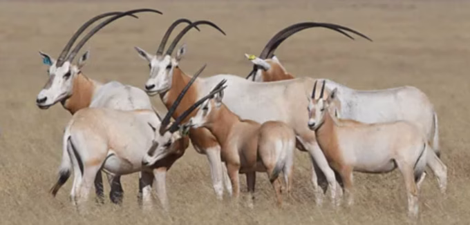 Horned Oryx