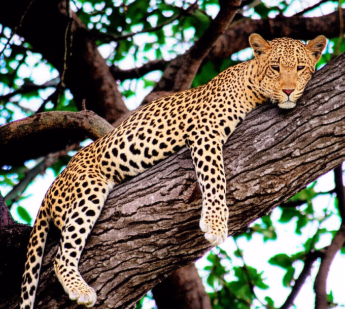 Rs 2 Cr Compensation Paid, New Leopard Centers When?