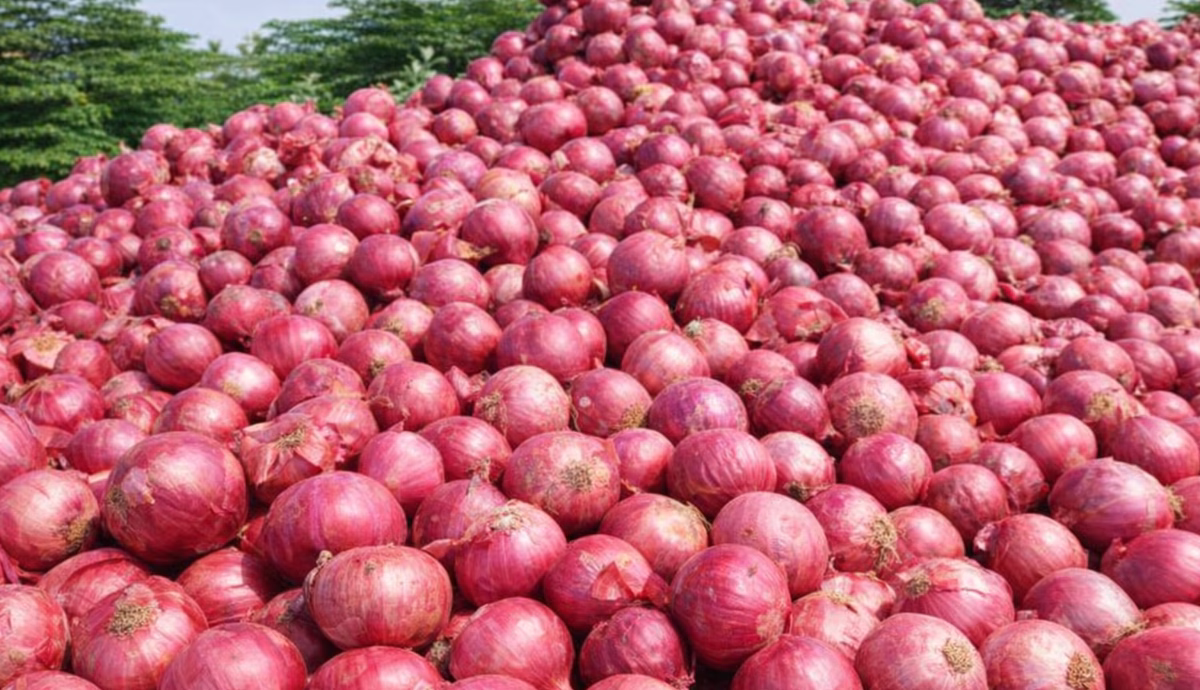 Small New Onions, Old Stock Gone! Real Reason Behind Price Spike?