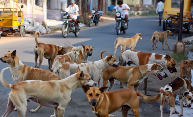 Stray Dogs Panic Sangvi! Hospital Overflowing Why?