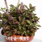 Magical Benefits of Tulsi Flower Seeds! Boost Immunity Forever