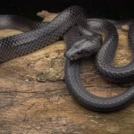 Wolf Snake