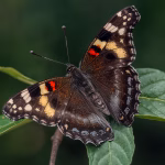 butterfly species in a Delhi