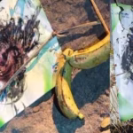 Rajaram Bapu black magic