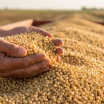 soybean price Amravati
