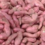 sweet potatoes 5 acres profit