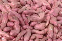 sweet potatoes 5 acres profit