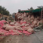 onion truck overturn Kolhapur