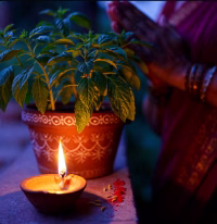 Tulsi Plant